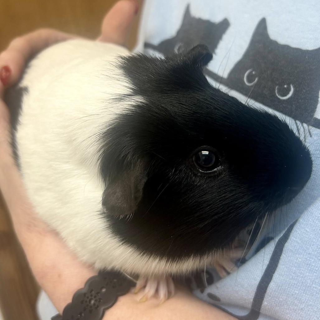 Oreo, Adoptable, Adult Female Guinea Pig.