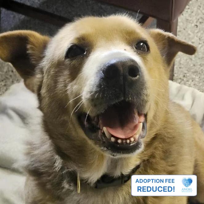 Enlarge Gideon, a ADOPTABLE Terrier in Naperville, IL image 1/6