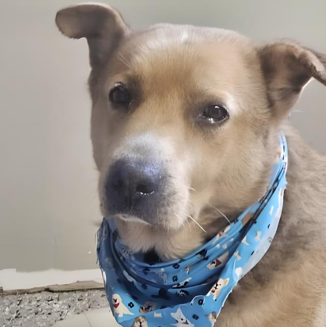 Enlarge Gideon, a ADOPTABLE Terrier in Naperville, IL image 6/6