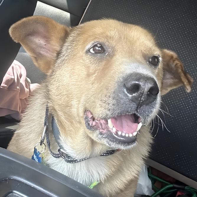 Enlarge Gideon, a ADOPTABLE Terrier in Naperville, IL image 2/6