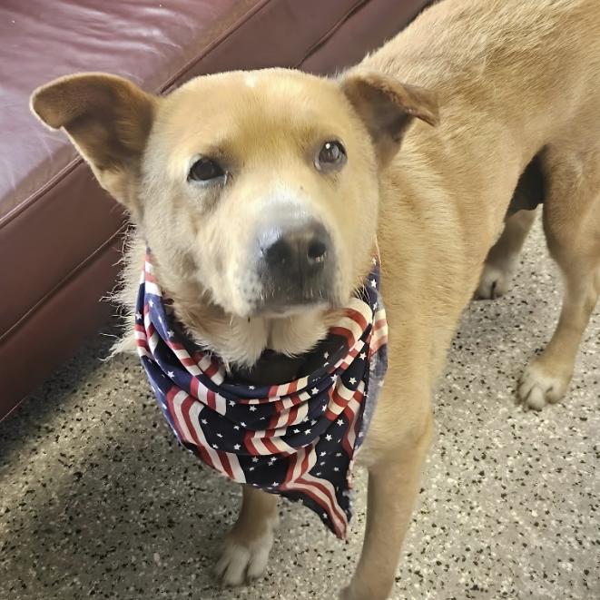 Enlarge Gideon, a ADOPTABLE Terrier in Naperville, IL image 4/6