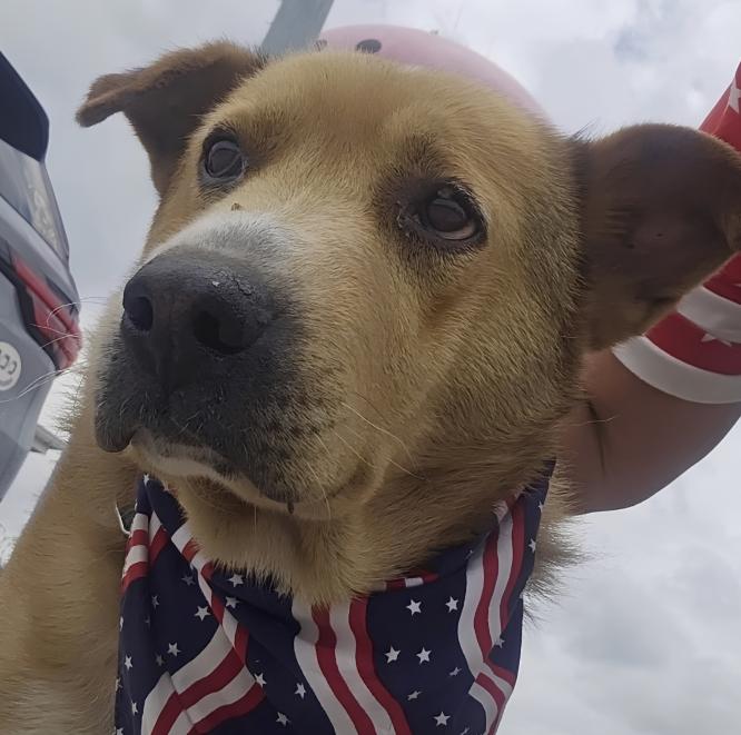 Enlarge Gideon, a ADOPTABLE Terrier in Naperville, IL image 3/6