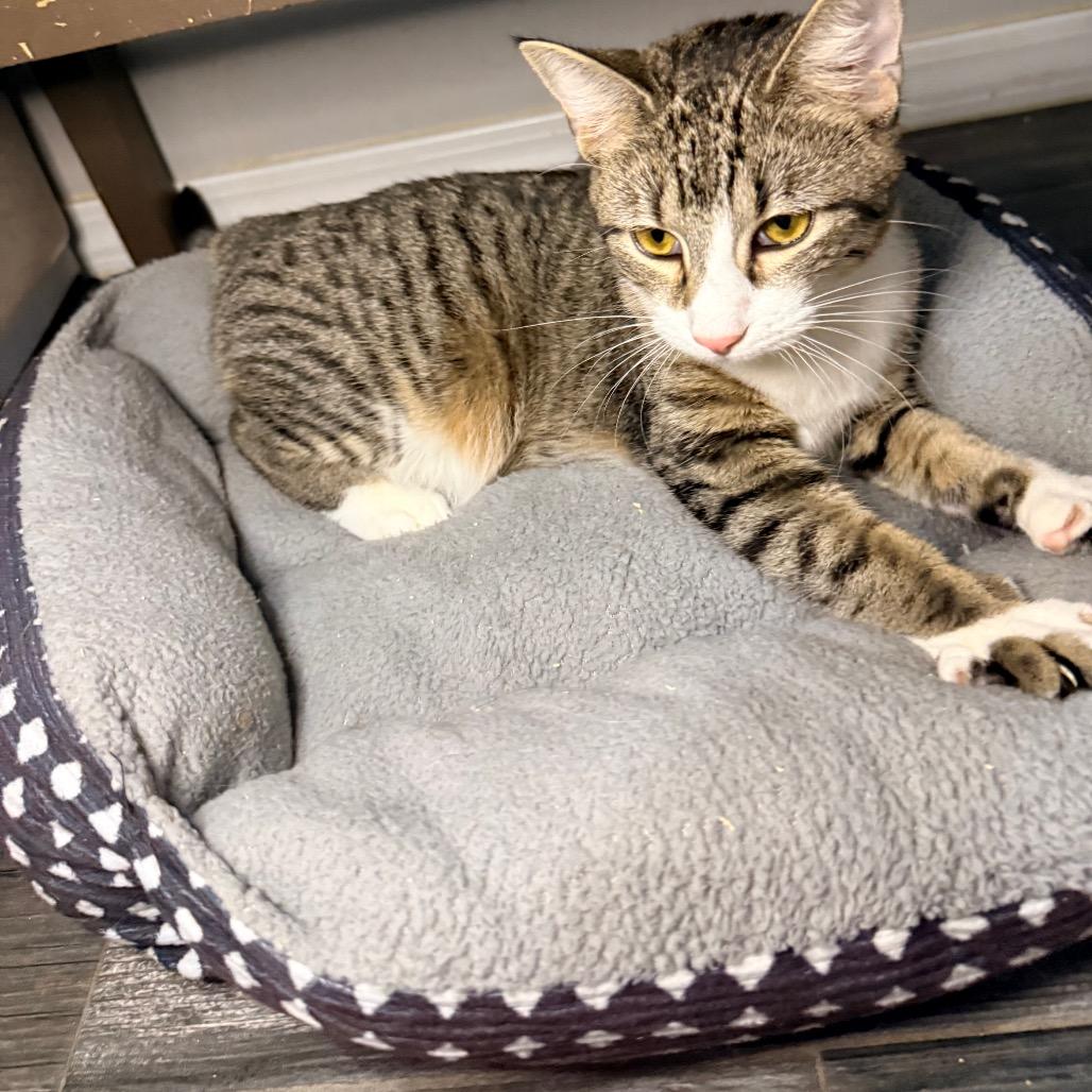 Enlarge Nilla, a Adoptable Domestic Short Hair in Port Neches, TX image 1/6