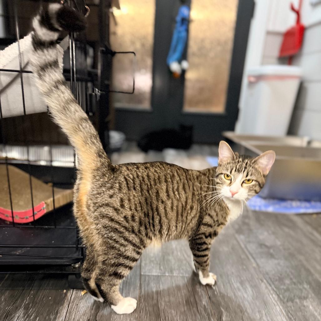 Enlarge Nilla, a Adoptable Domestic Short Hair in Port Neches, TX image 2/6