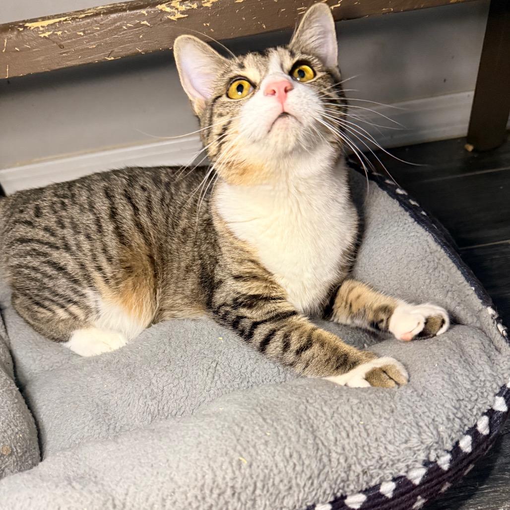 Enlarge Nilla, a Adoptable Domestic Short Hair in Port Neches, TX image 3/6