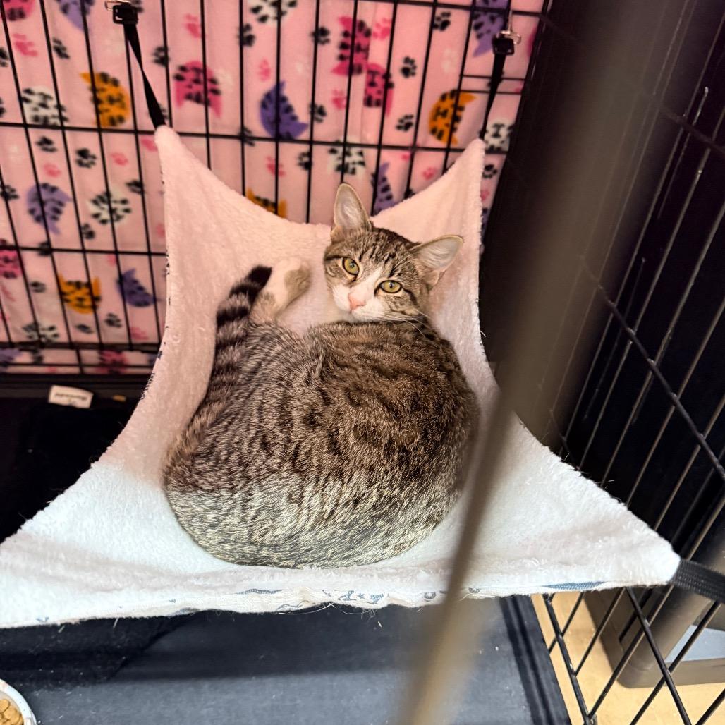 Enlarge Nilla, a Adoptable Domestic Short Hair in Port Neches, TX image 4/6