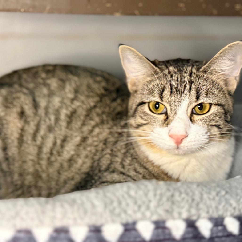 Enlarge Nilla, a Adoptable Domestic Short Hair in Port Neches, TX image 5/6