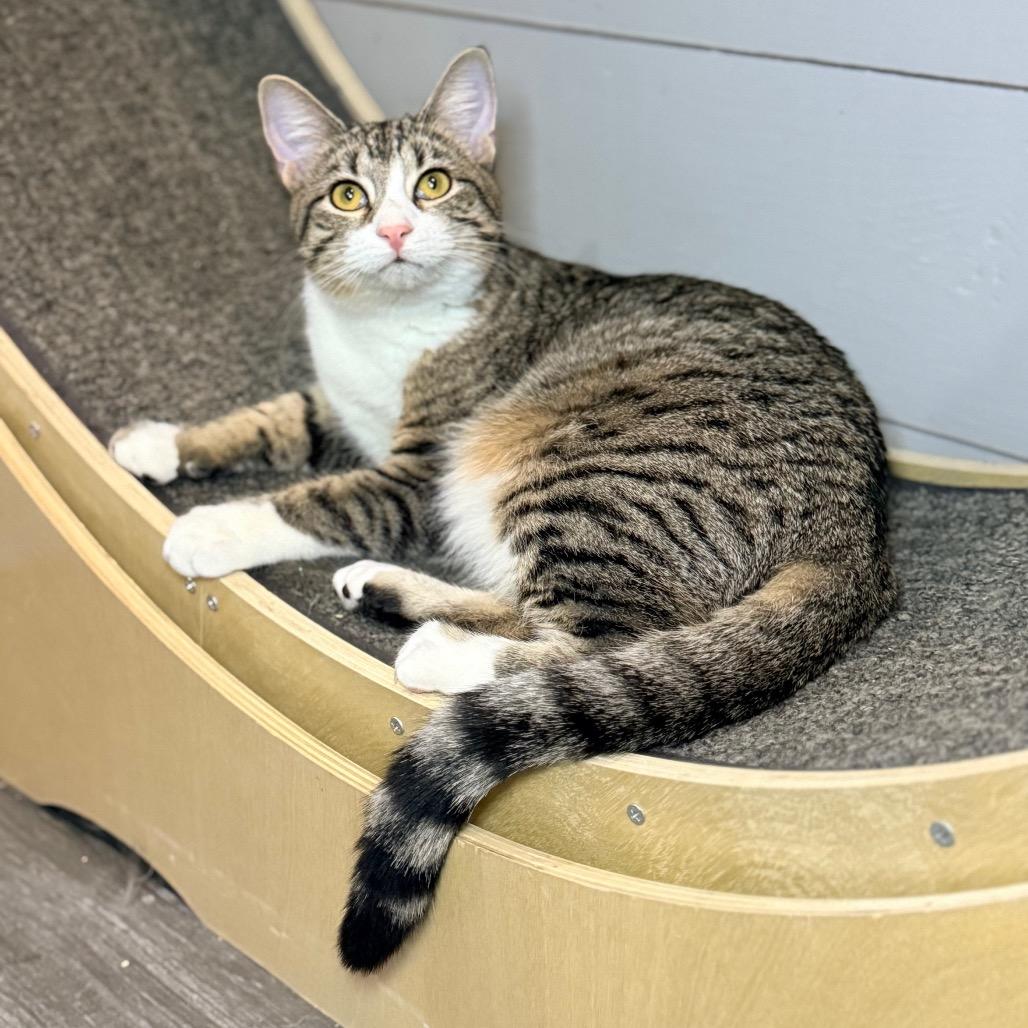 Enlarge Nilla, a Adoptable Domestic Short Hair in Port Neches, TX image 6/6