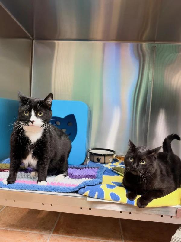 Enlarge Cronus & Shiva (Bonded Pair), a Adoptable Domestic Short Hair in Hamilton, ON image 3/3