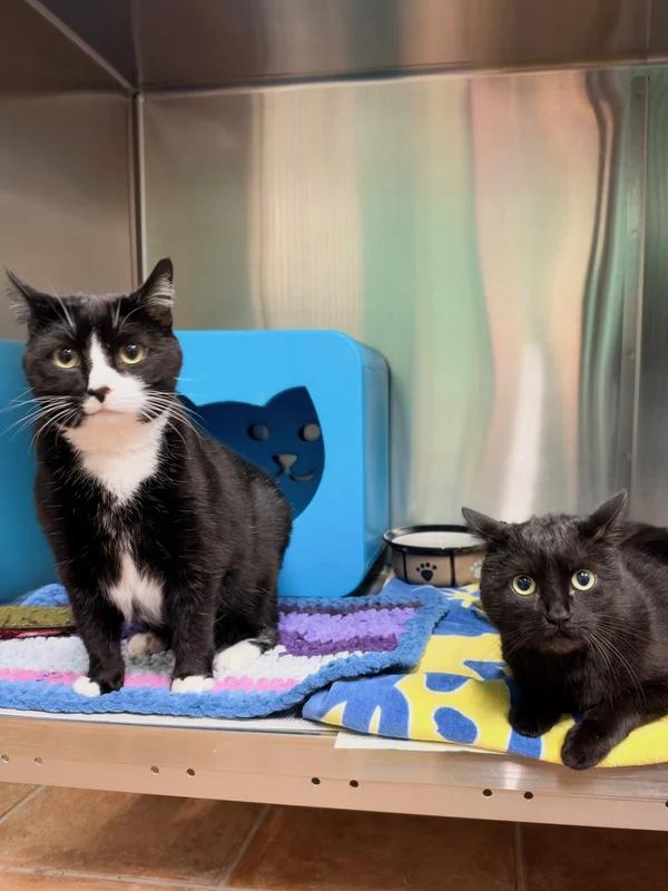 Enlarge Cronus & Shiva (Bonded Pair), a Adoptable Domestic Short Hair in Hamilton, ON image 2/3