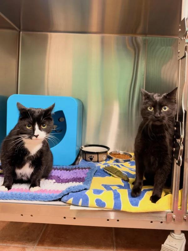 Enlarge Cronus & Shiva (Bonded Pair), a Adoptable Domestic Short Hair in Hamilton, ON image 1/3