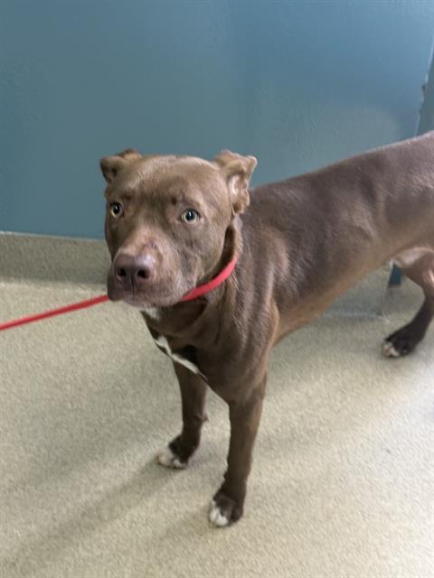 KENTUCKY, Adoptable, Young Male Mixed Breed.