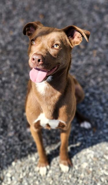 KENTUCKY, Adoptable, Adult Male Mixed Breed.