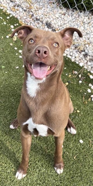 KENTUCKY, Adoptable, Adult Male Mixed Breed.