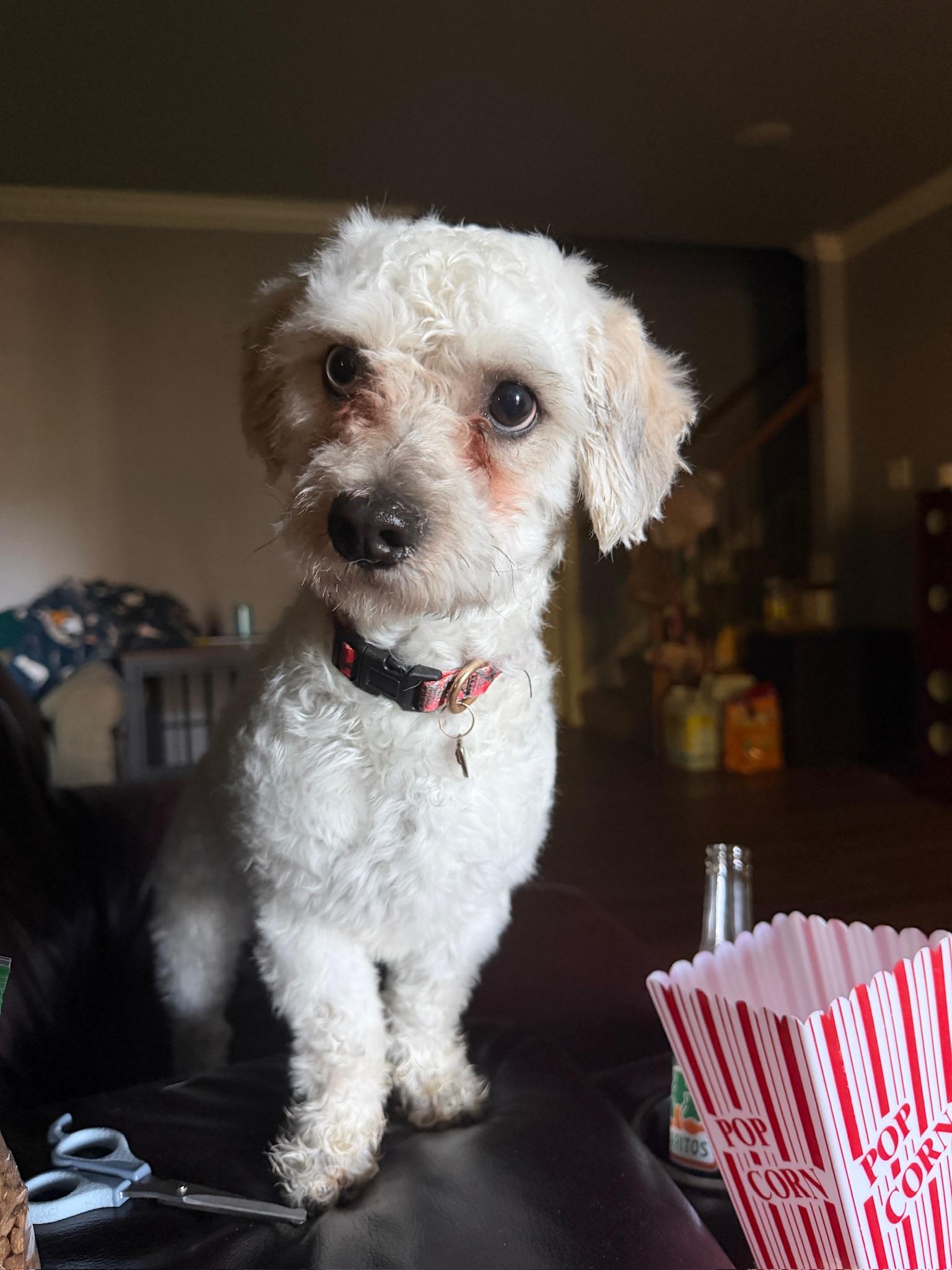 Enlarge Dexter, a Adoptable Miniature Poodle in Calera, AL image 5/6