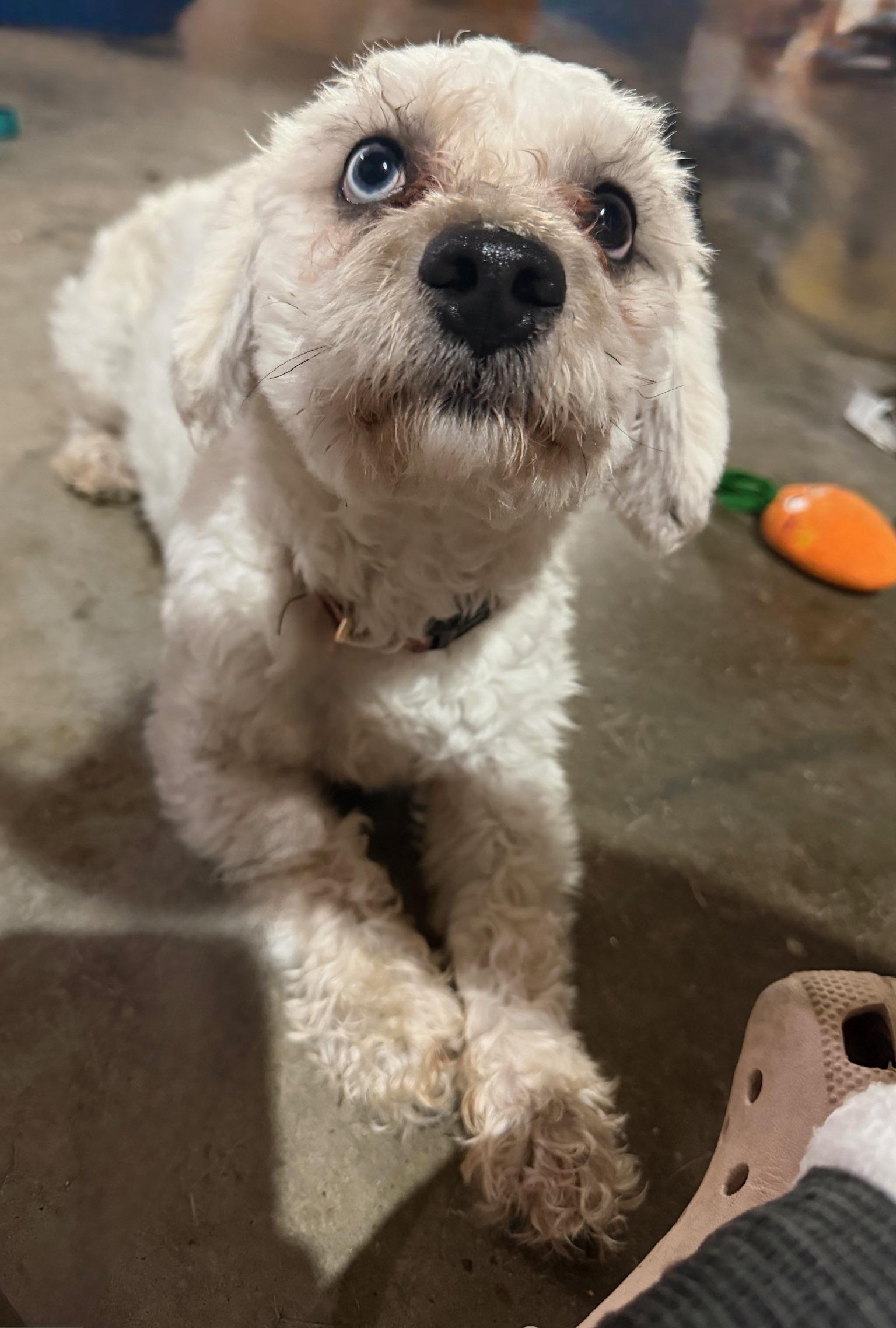 Enlarge Dexter, a Adoptable Miniature Poodle in Calera, AL image 6/6