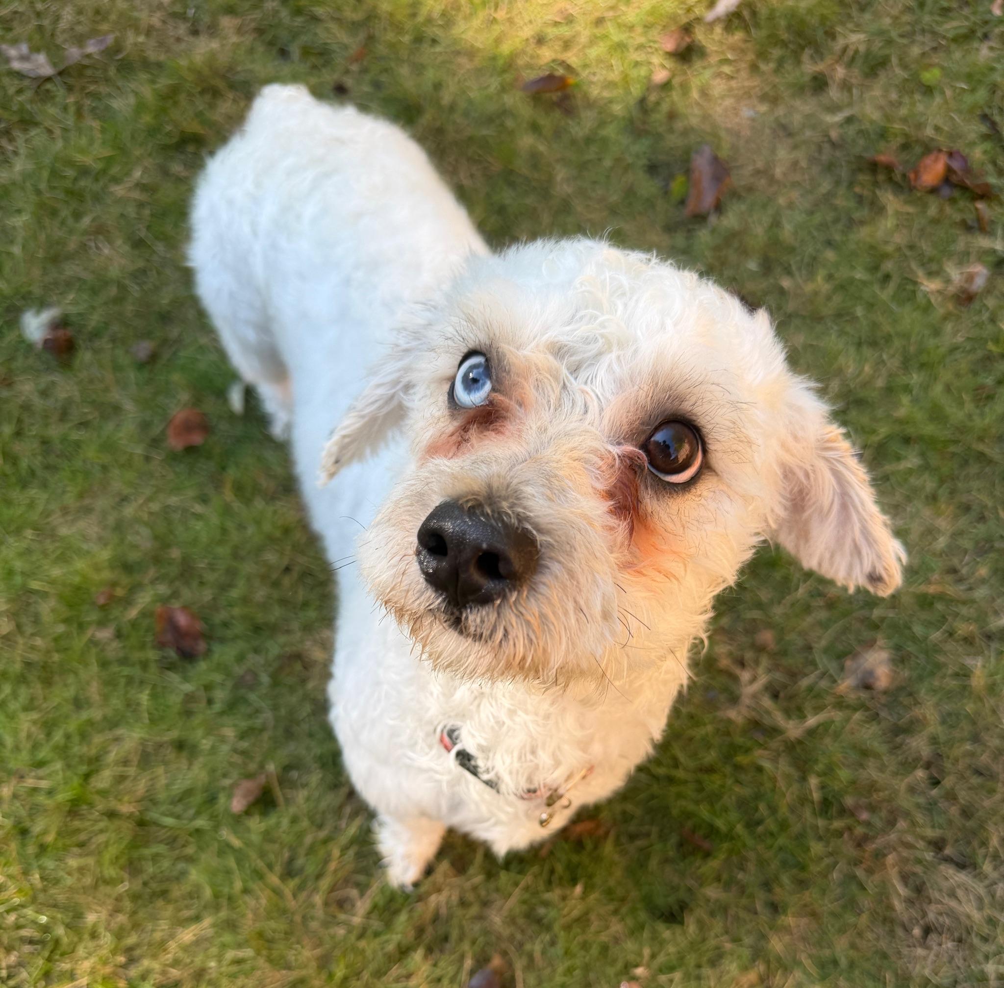 Dexter, Adoptable, Young Male Miniature Poodle.