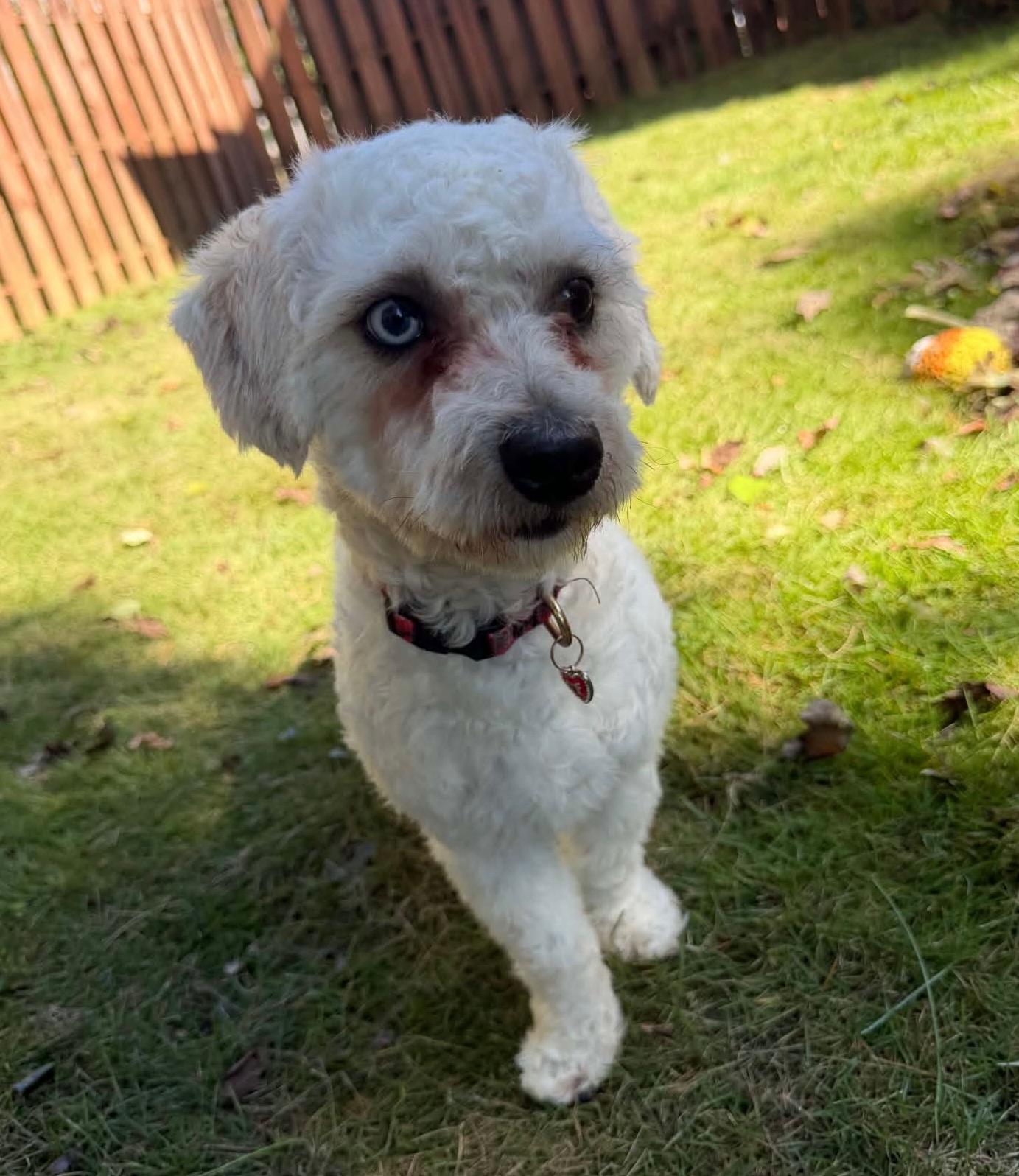 Enlarge Dexter, a Adoptable Miniature Poodle in Calera, AL image 4/6