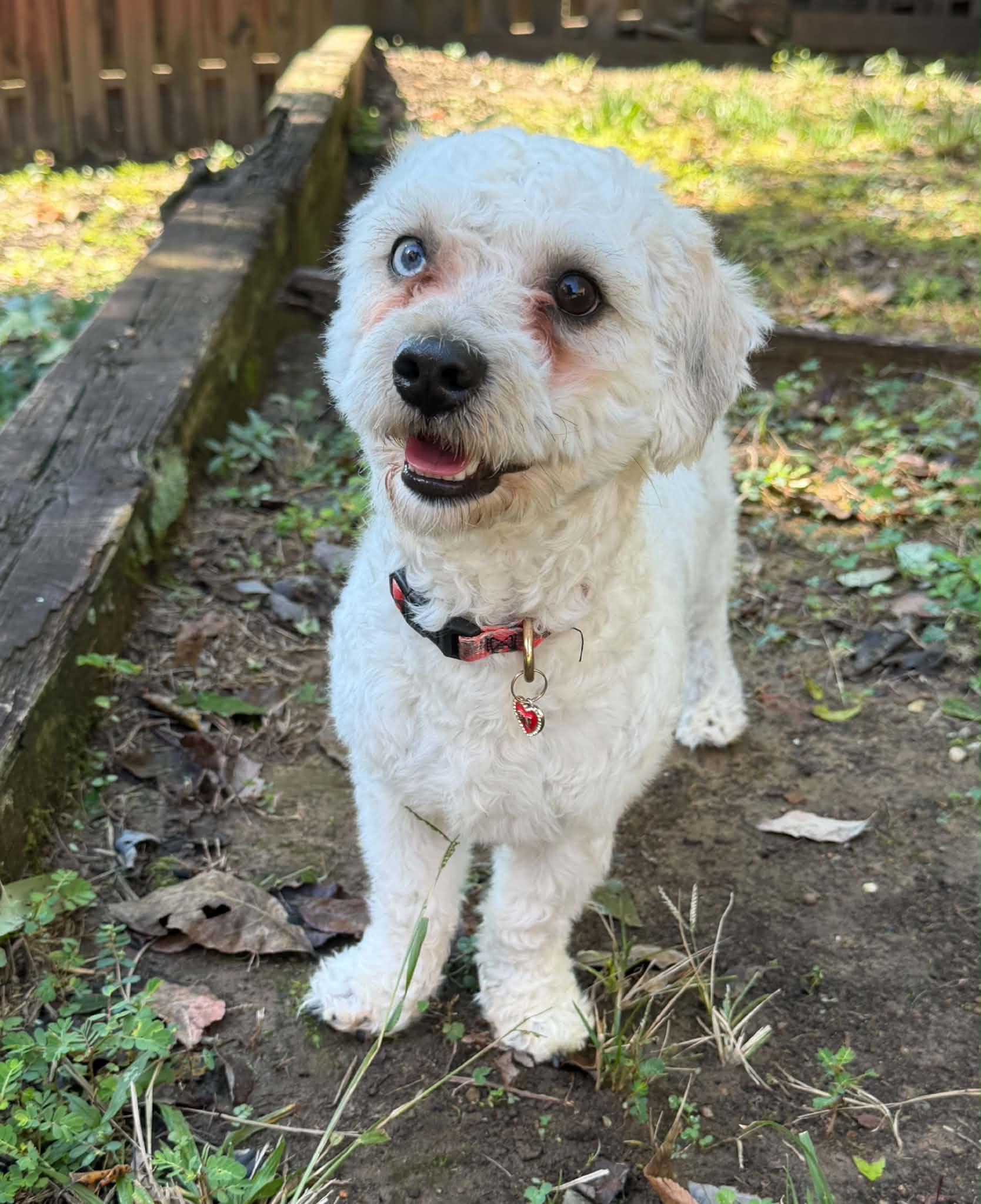 Enlarge Dexter, a Adoptable Miniature Poodle in Calera, AL image 3/6