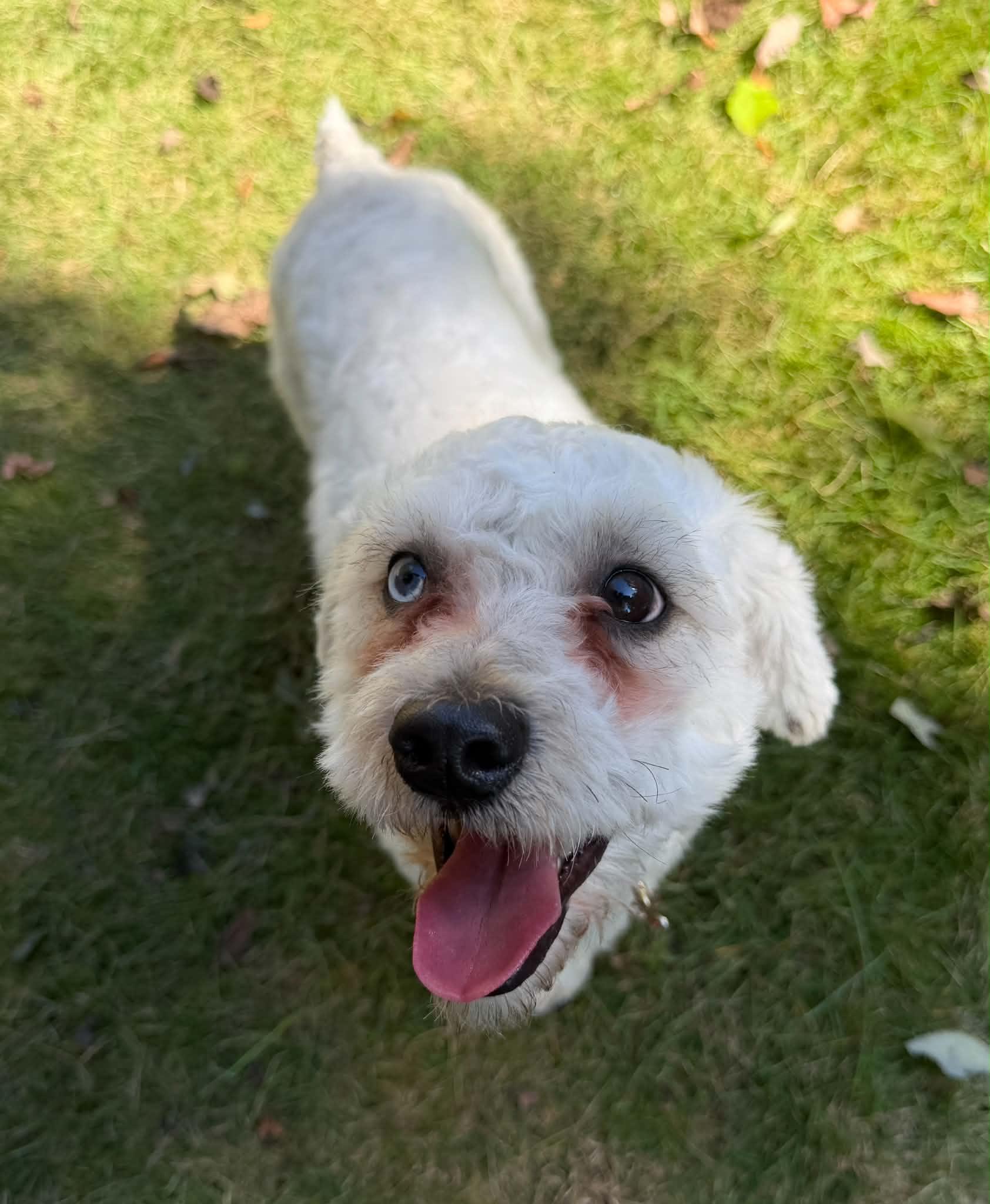 Enlarge Dexter, a Adoptable Miniature Poodle in Calera, AL image 2/6