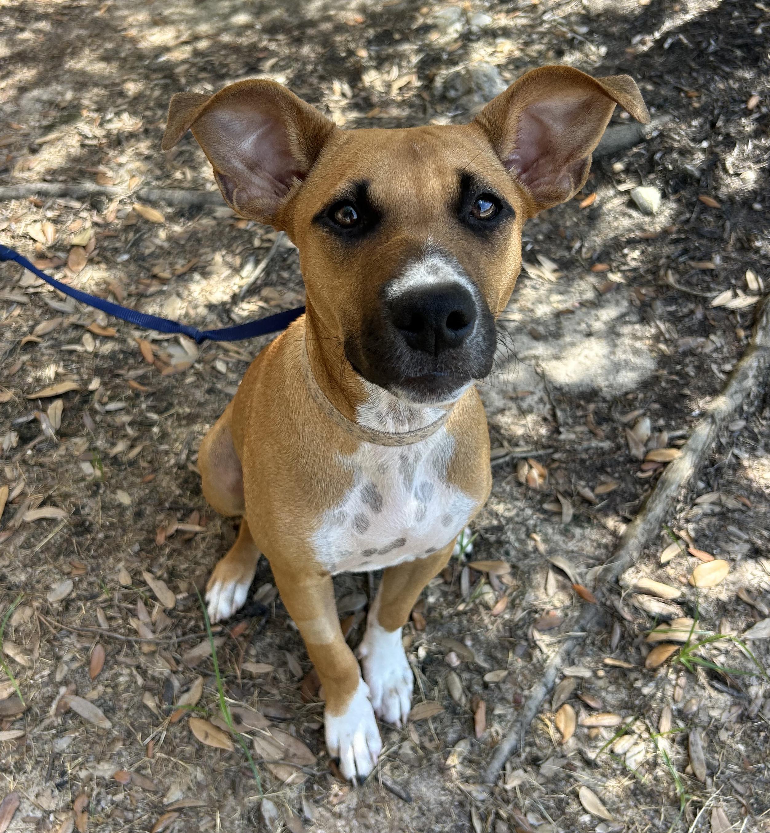 Juniper, Adoptable, Young Male Black Mouth Cur.
