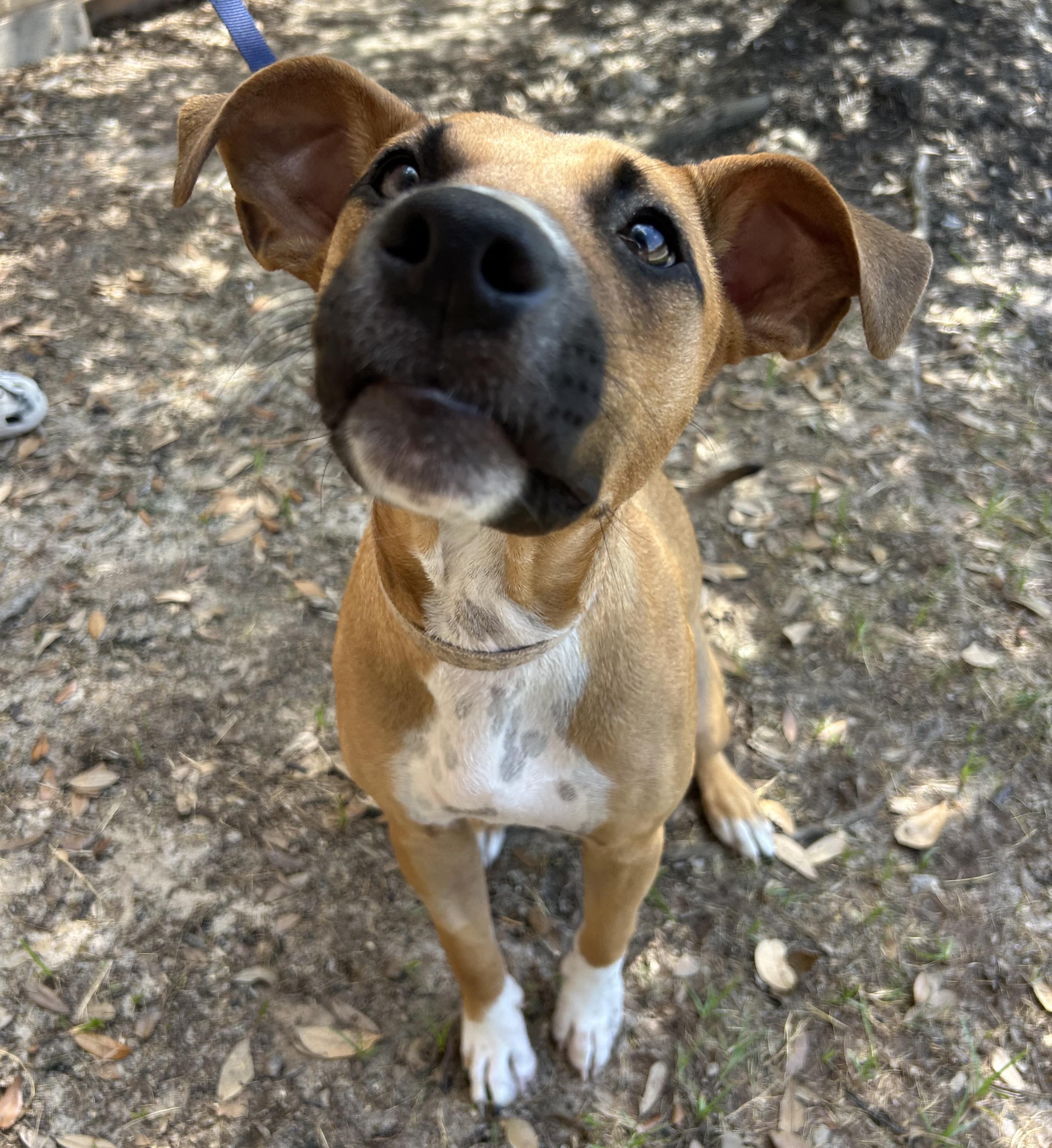 Enlarge Juniper, a Adoptable mixed breed in Bryan, TX image 2/4