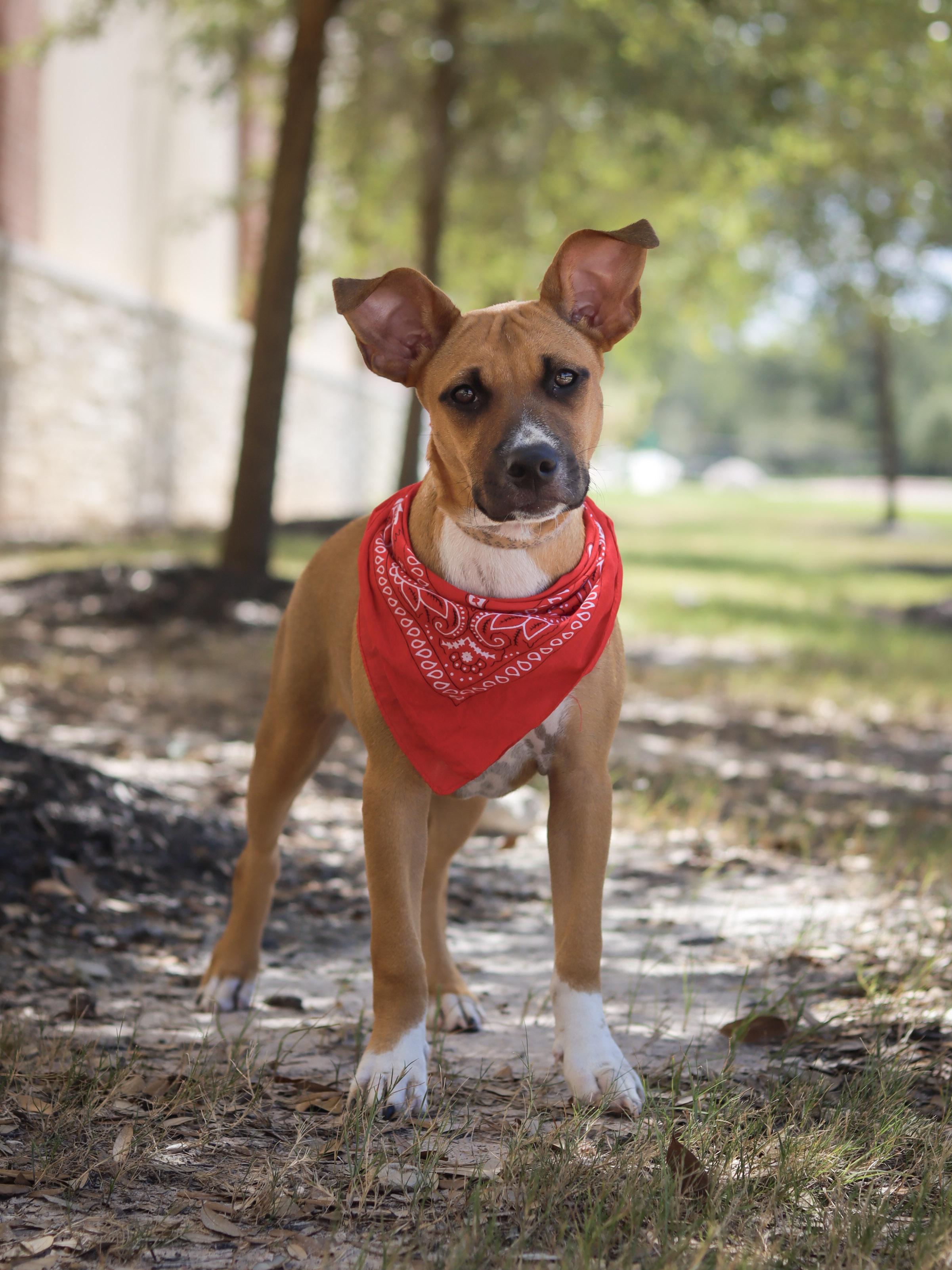 Juniper, ADOPTABLE, Young Male Black Mouth Cur.