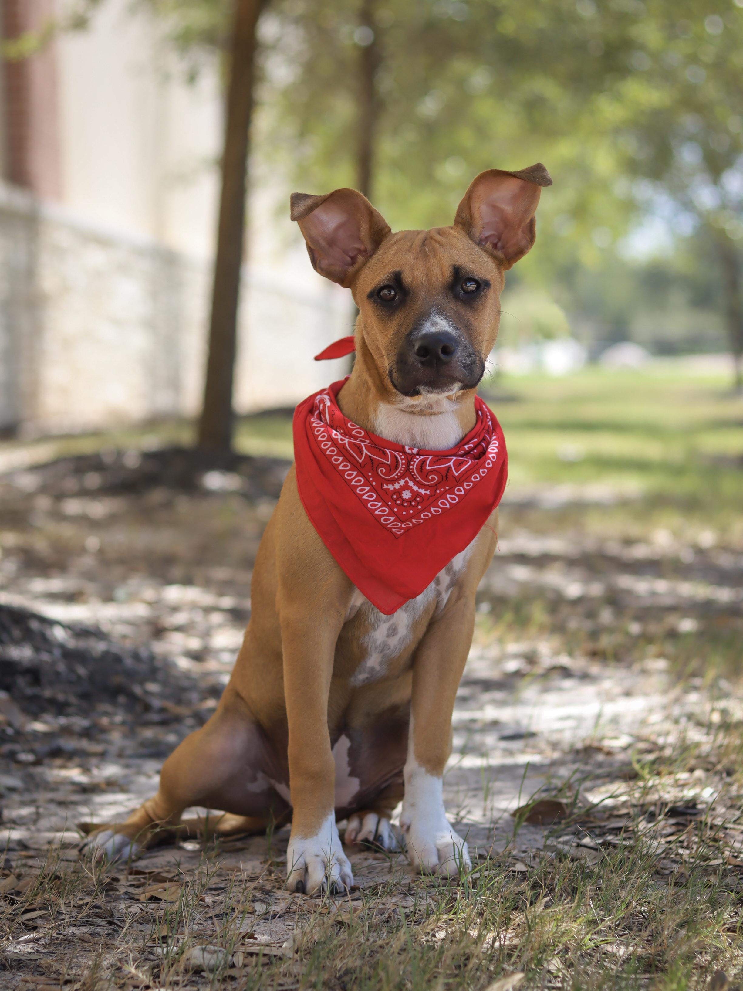Enlarge Juniper, a ADOPTABLE mixed breed in Bryan, TX image 2/2