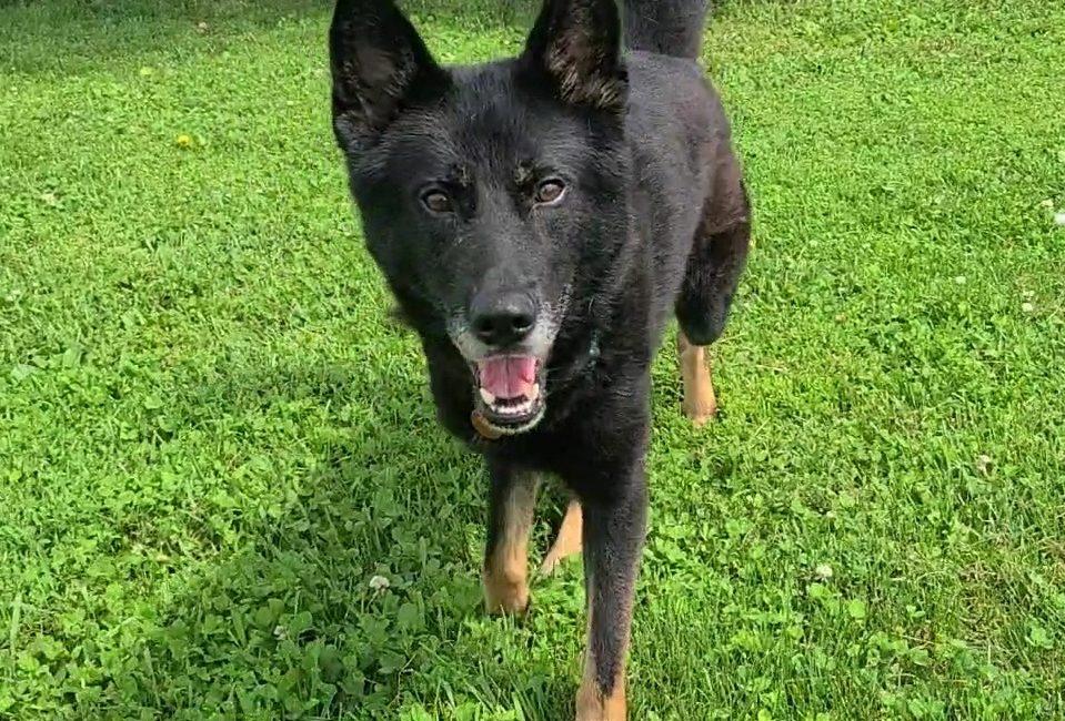 Cash, a ADOPTABLE mixed breed in Elizabeth, IL image 1/2