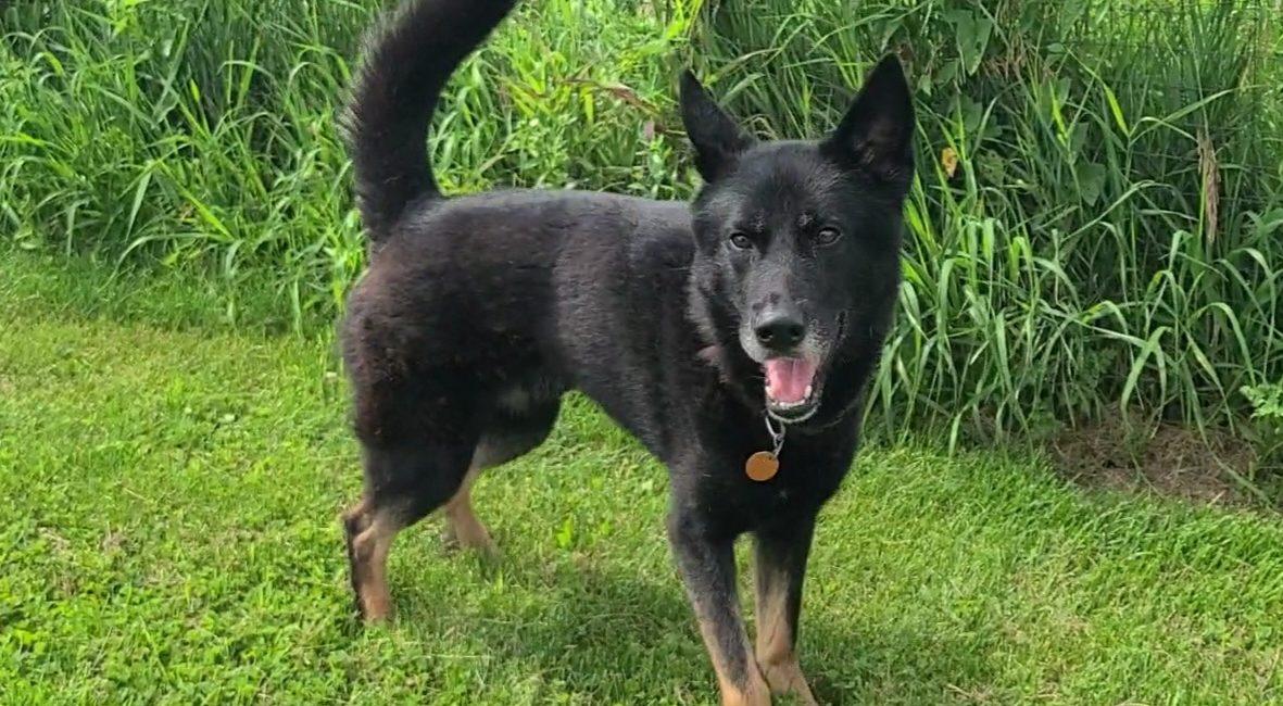 Cash, a ADOPTABLE mixed breed in Elizabeth, IL image 2/2