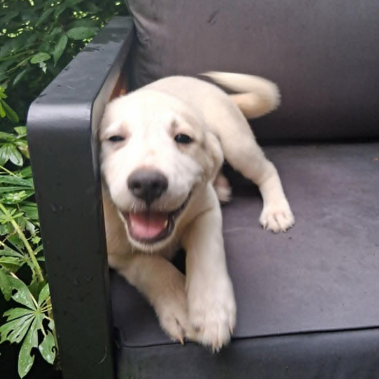 Puppy 4, a ADOPTABLE mixed breed in North Jackson, OH image 2/5