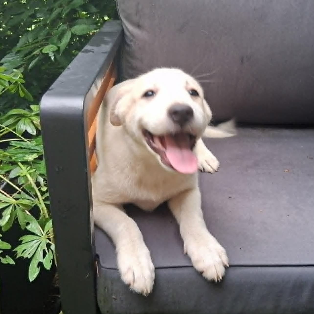 Puppy 4, ADOPTABLE, Puppy Female Labrador Retriever & Pointer.