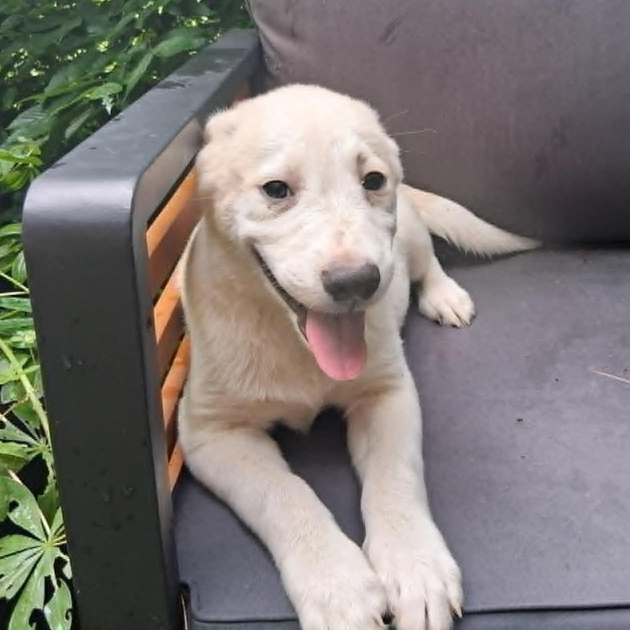 Puppy 4, a ADOPTABLE mixed breed in North Jackson, OH image 4/5