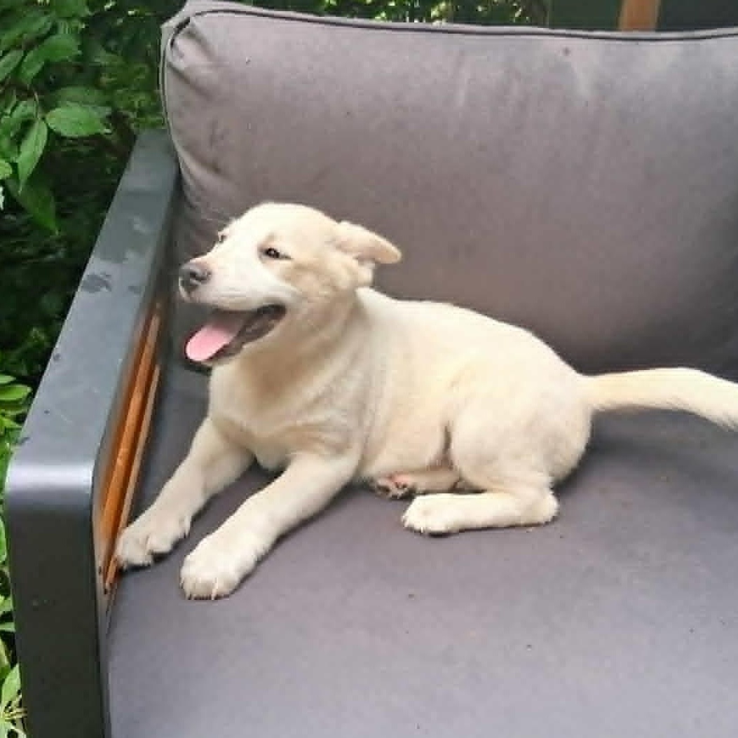 Puppy 4, a ADOPTABLE mixed breed in North Jackson, OH image 5/5