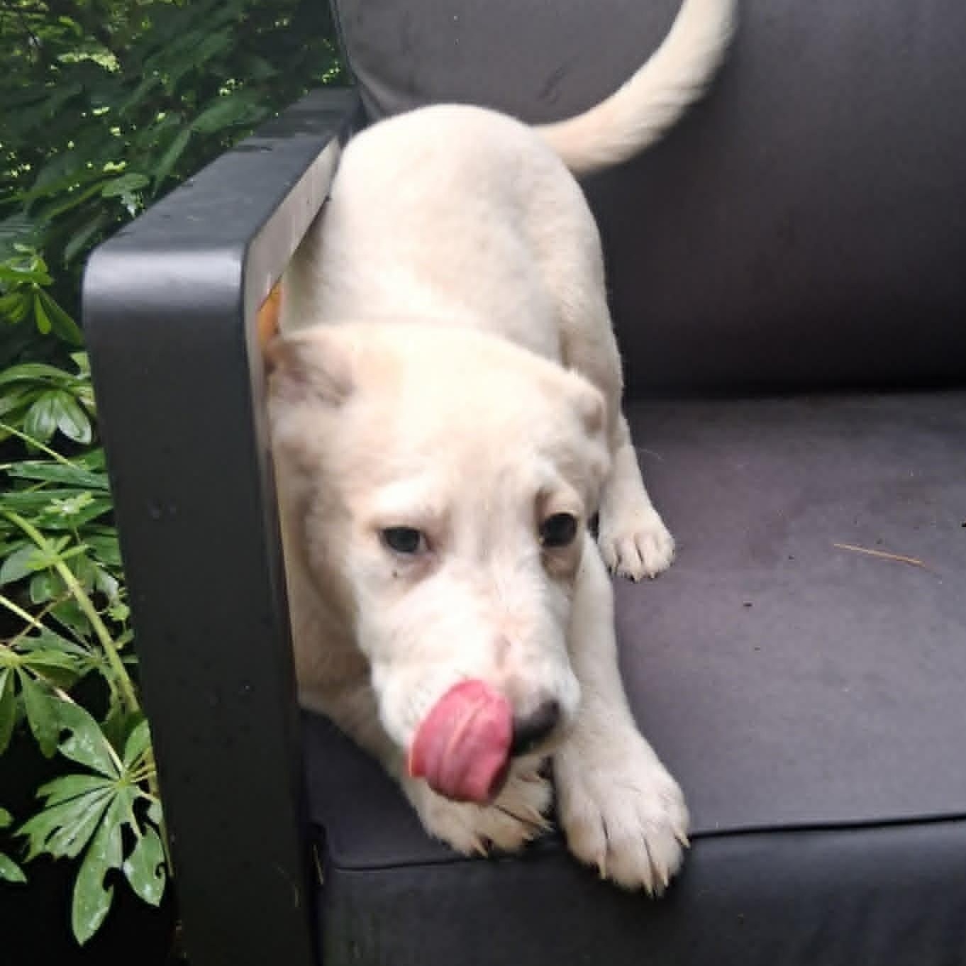 Puppy 4, a ADOPTABLE mixed breed in North Jackson, OH image 3/5