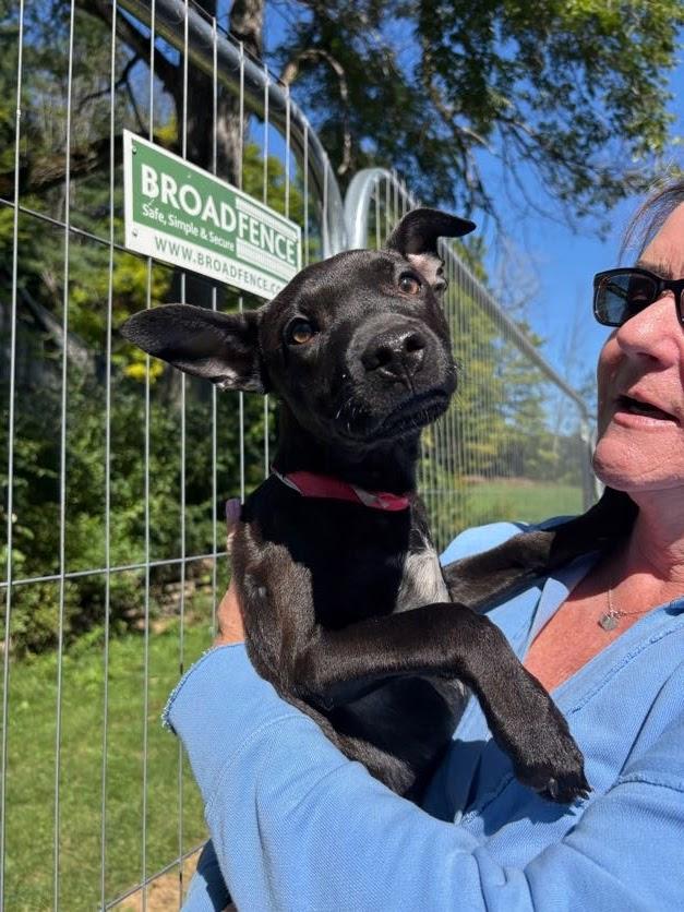 Lulu, ADOPTABLE, Puppy Female Mixed Breed & Black Labrador Retriever.
