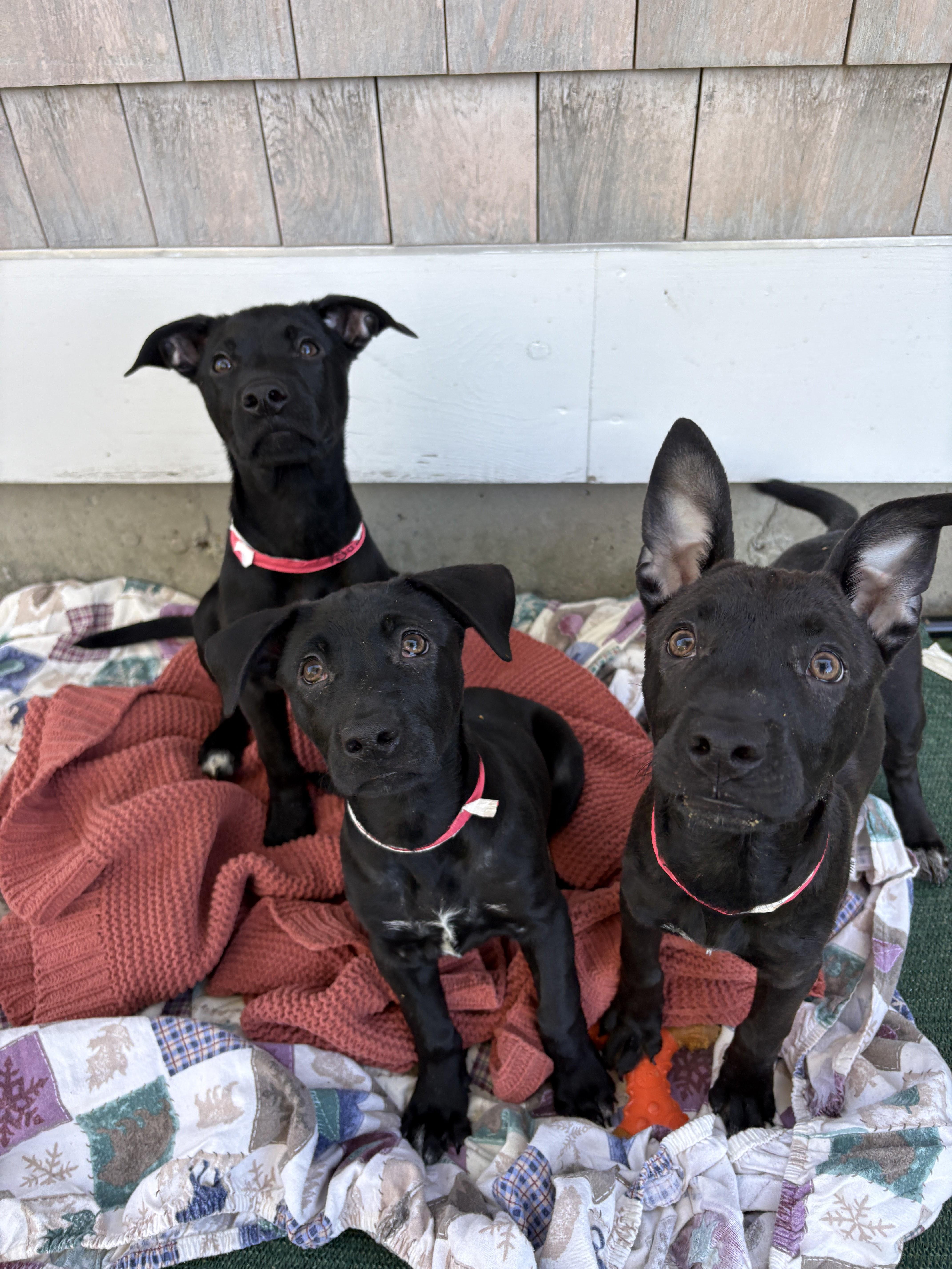 Lulu, a ADOPTABLE mixed breed in New Boston, NH image 5/6