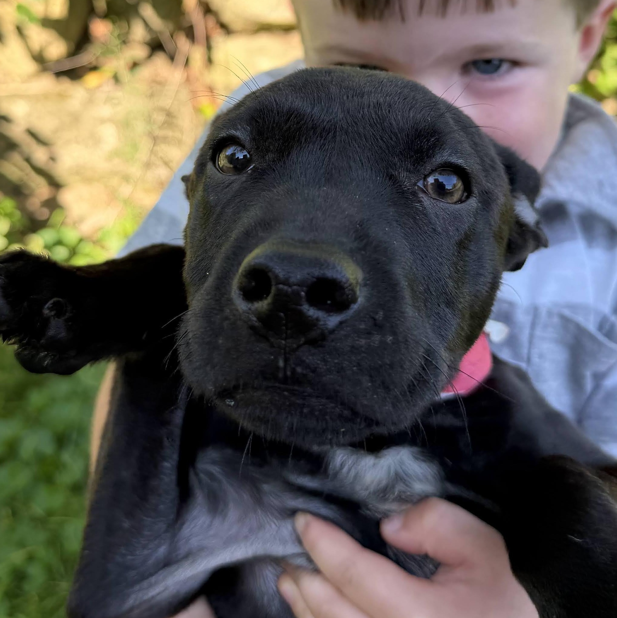 Lulu, a ADOPTABLE mixed breed in New Boston, NH image 3/6