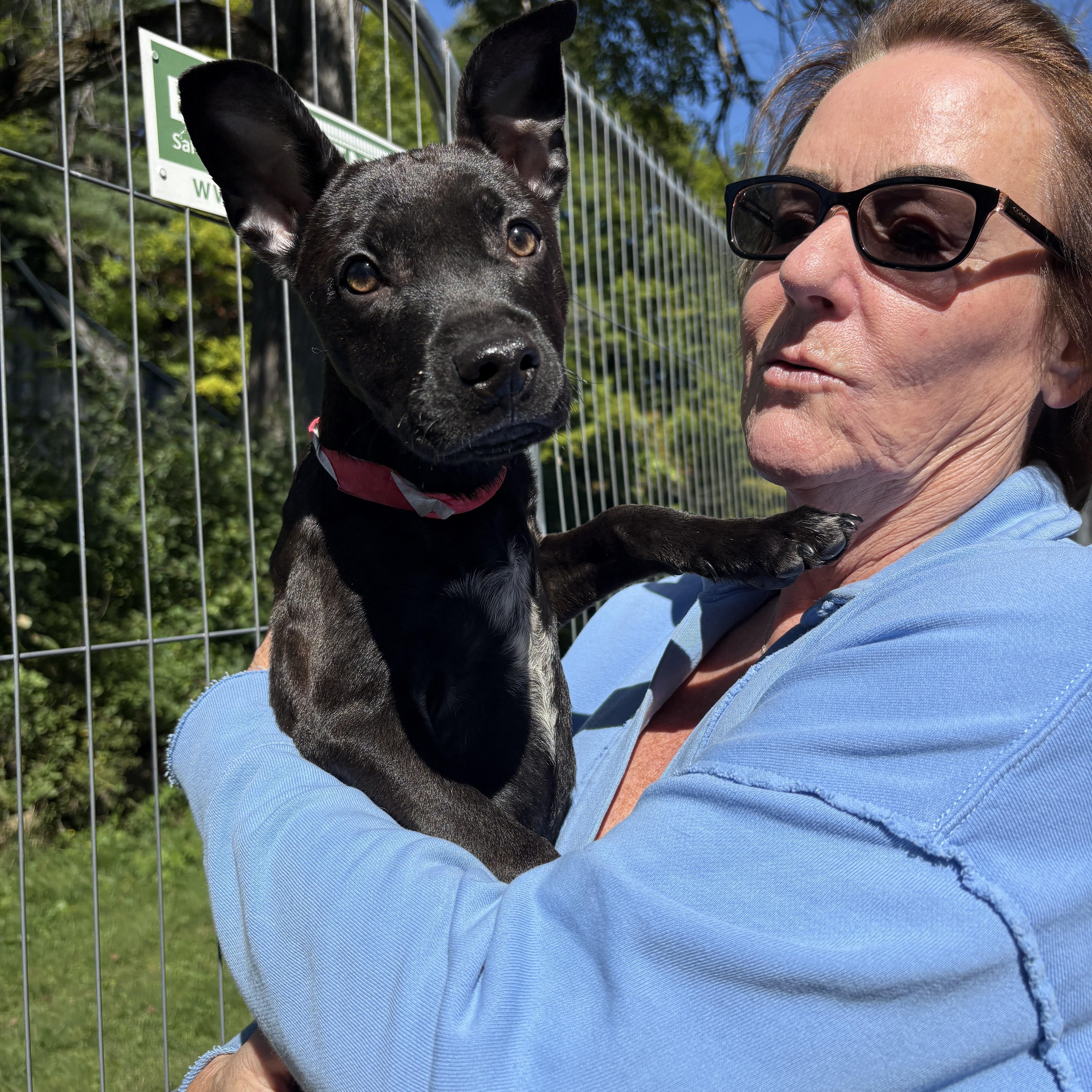 Lulu, a ADOPTABLE mixed breed in New Boston, NH image 4/6