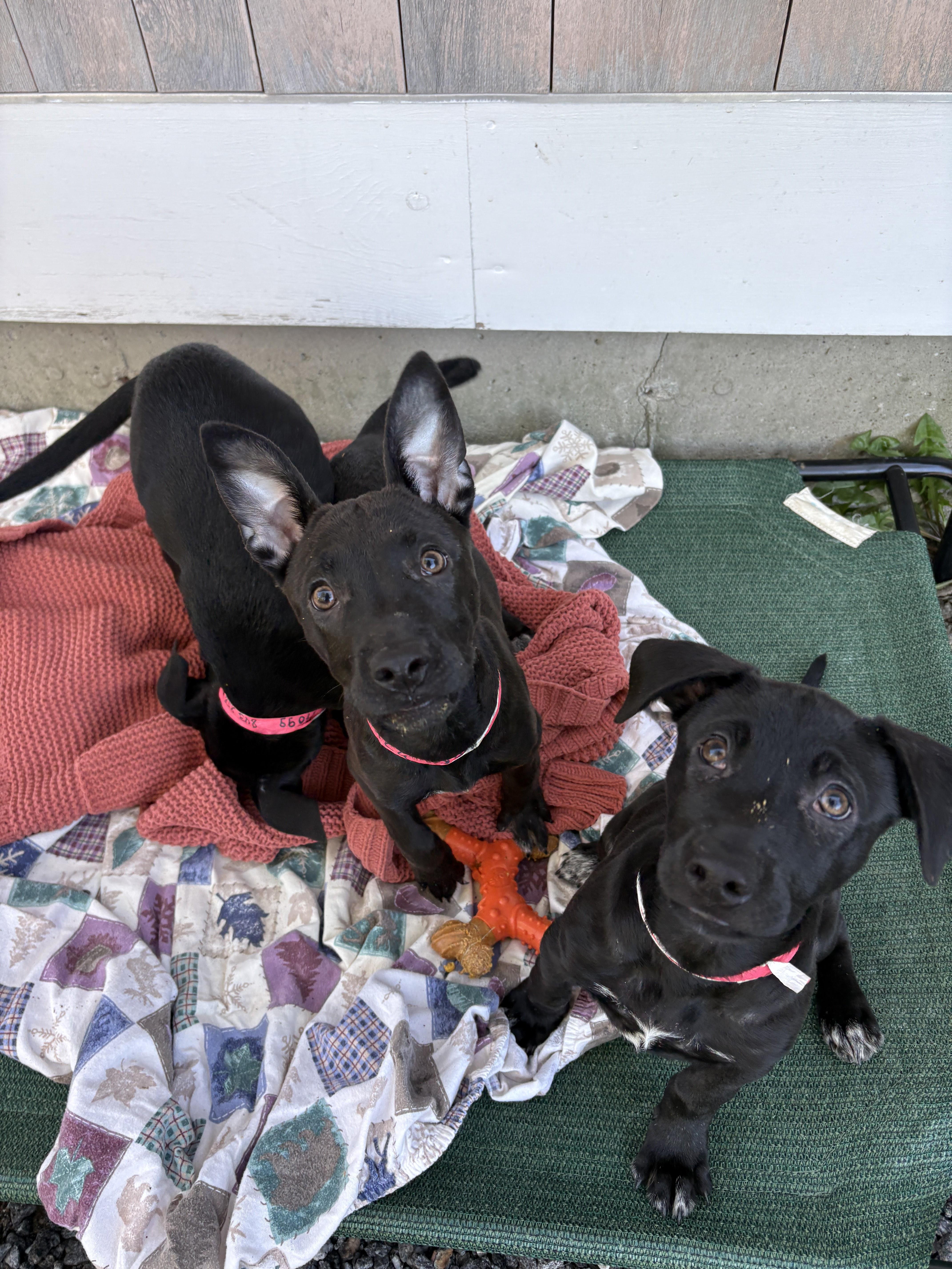 Lulu, a ADOPTABLE mixed breed in New Boston, NH image 2/6