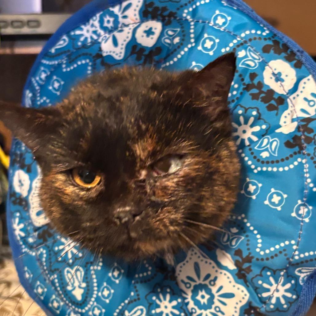 Cedar Girl, Adoptable, Adult Female Domestic Short Hair.