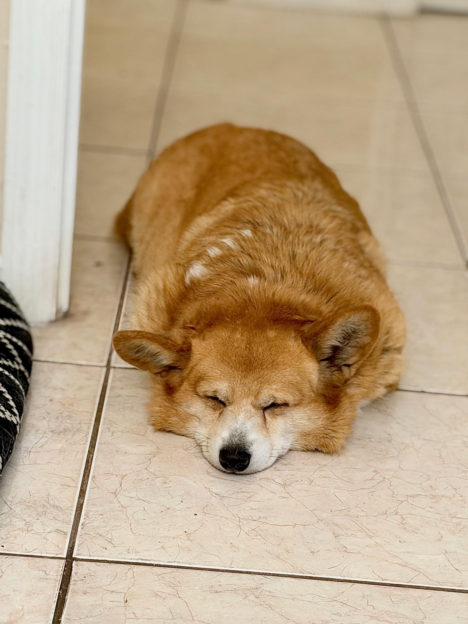 Enlarge Elizabeth, an adopted Corgi in Orlando, FL image 4/4