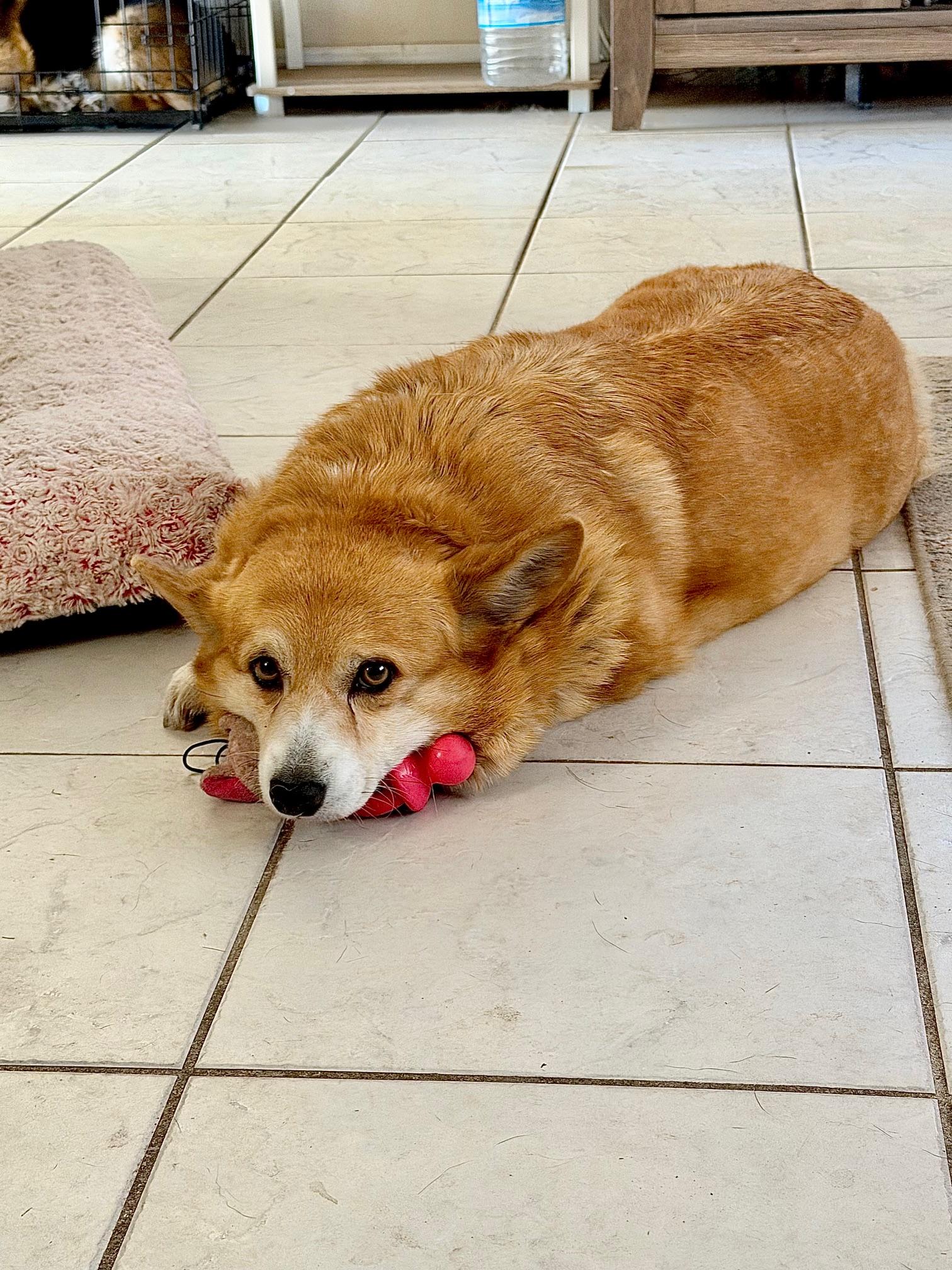 Enlarge Elizabeth, an adopted Corgi in Orlando, FL image 3/4