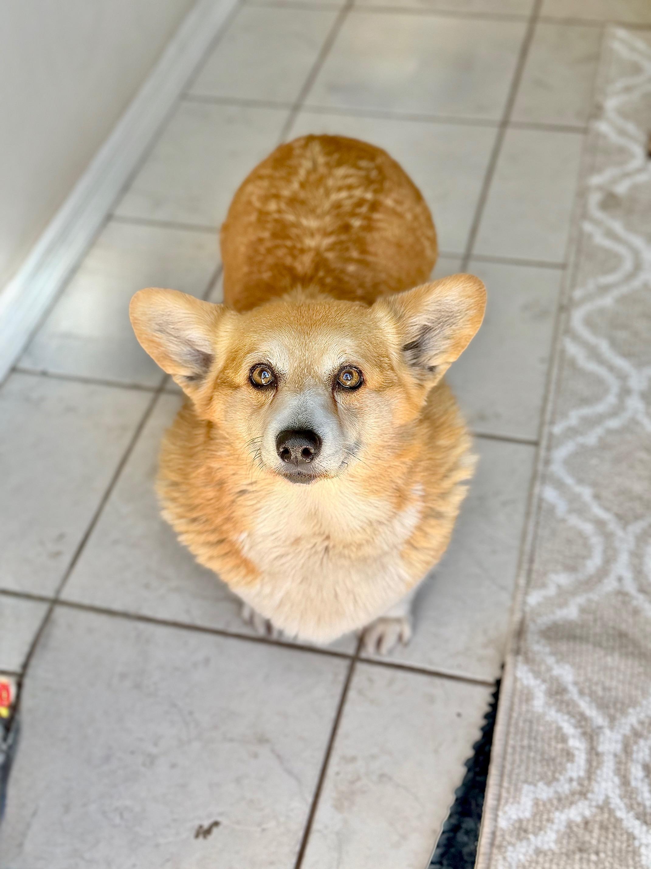 Elizabeth, adopted, Adult Female Corgi.