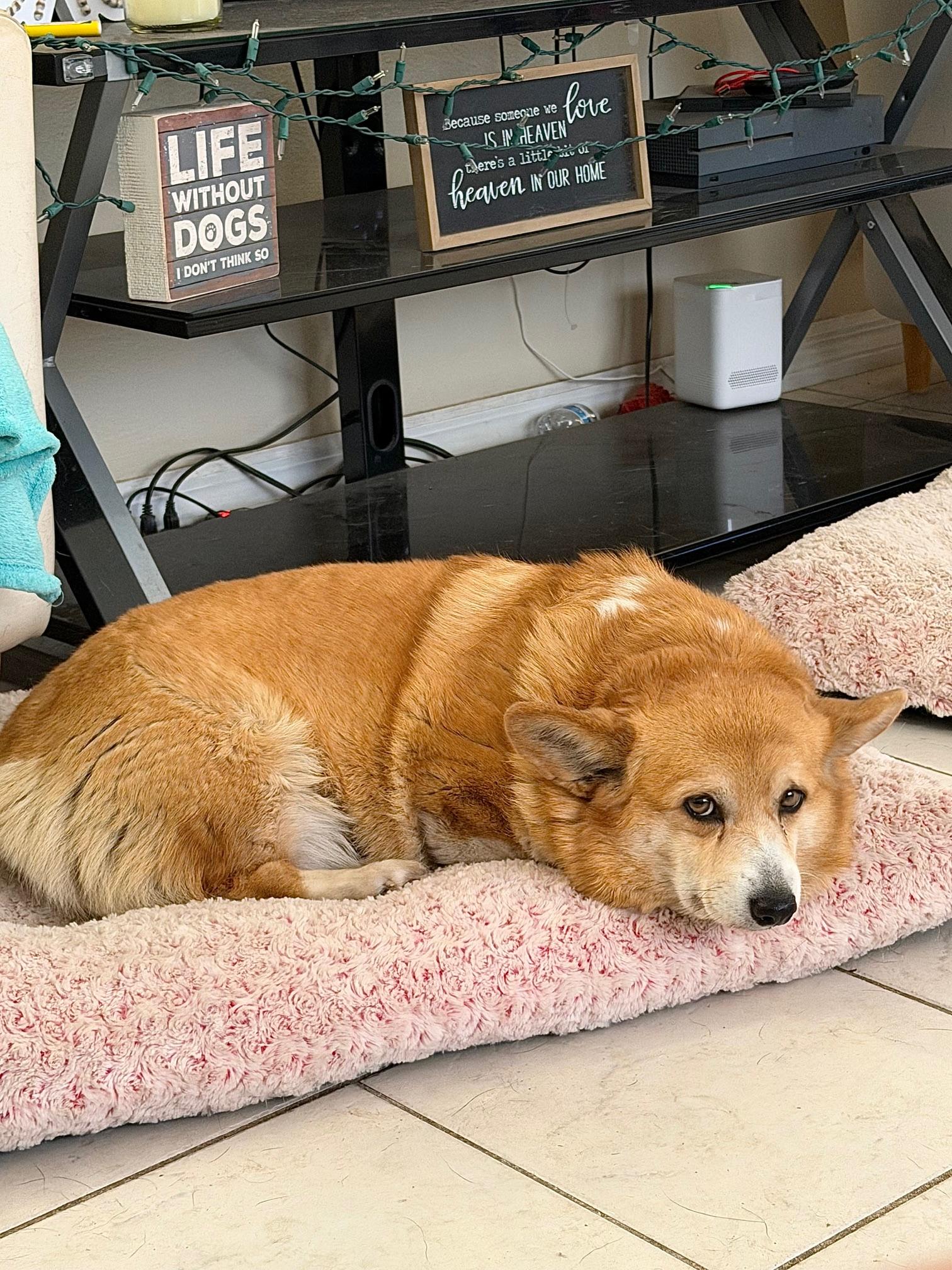 Enlarge Elizabeth, an adopted Corgi in Orlando, FL image 2/4