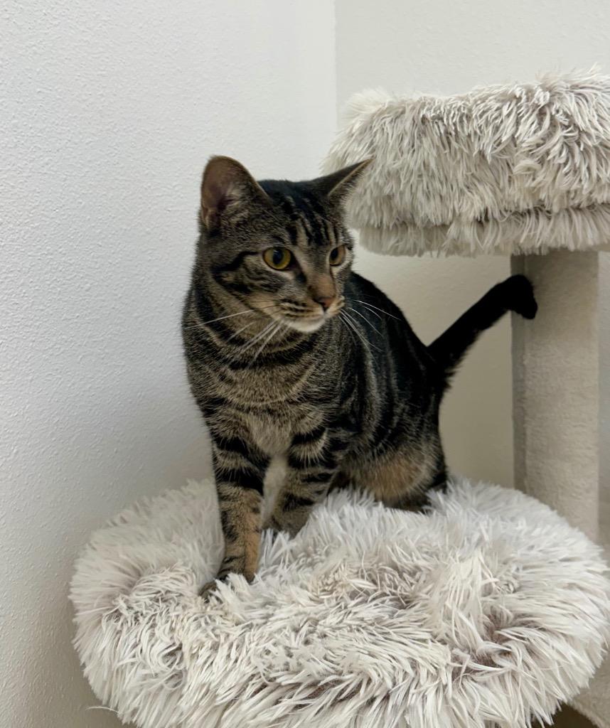Enlarge Sharon, a Adoptable Tabby in Newberg, OR image 1/4