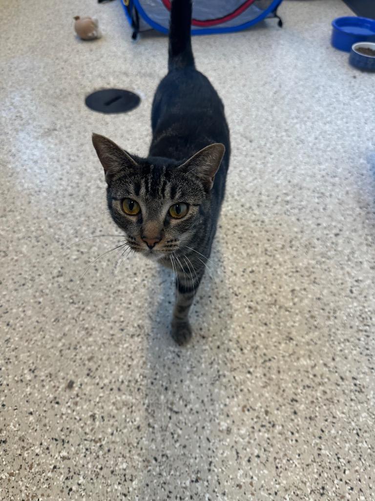 Enlarge Sharon, a Adoptable Tabby in Newberg, OR image 2/4