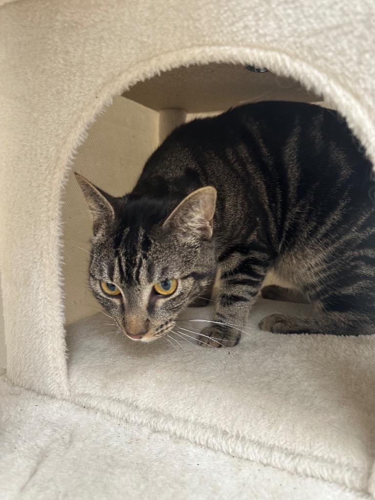 Enlarge Sharon, a Adoptable Tabby in Newberg, OR image 3/4