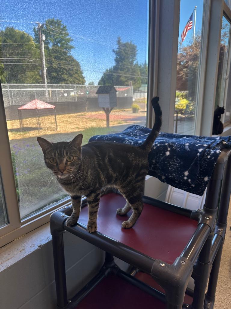 Enlarge Sharon, a Adoptable Tabby in Newberg, OR image 4/4