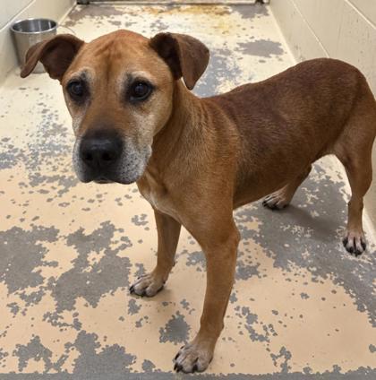 Emerson, Adoptable, Adult Female Cane Corso & Mixed Breed.
